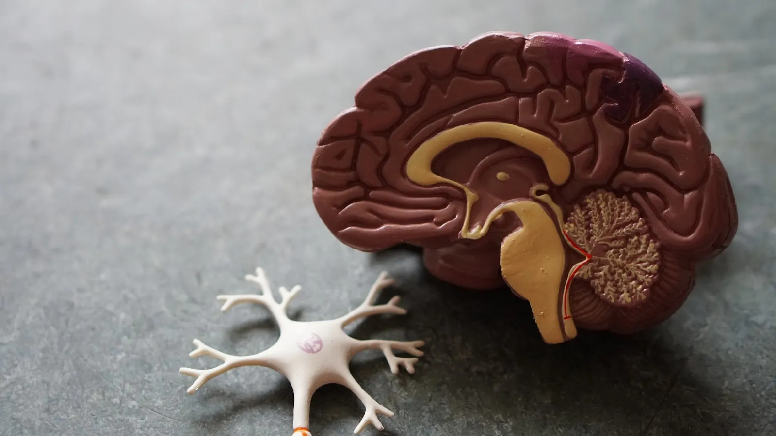 A new map of the human brain, cell by cell
