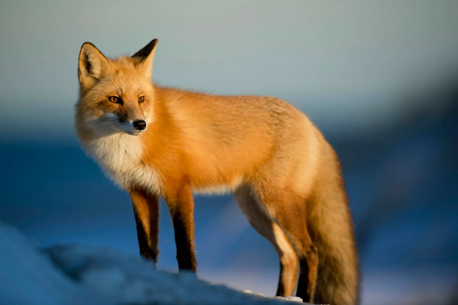 Return of the Arctic fox, in photographs — Arctic fox, Svalbard